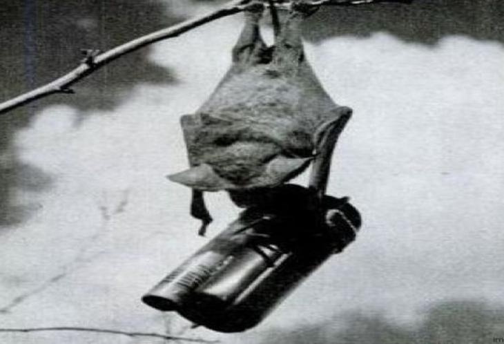Morcego-bomba (bat bomb)