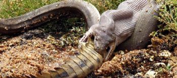 cobra e crocodilo no mato