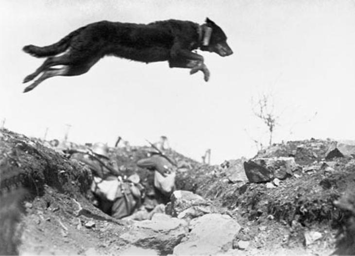 cão saltando trincheira