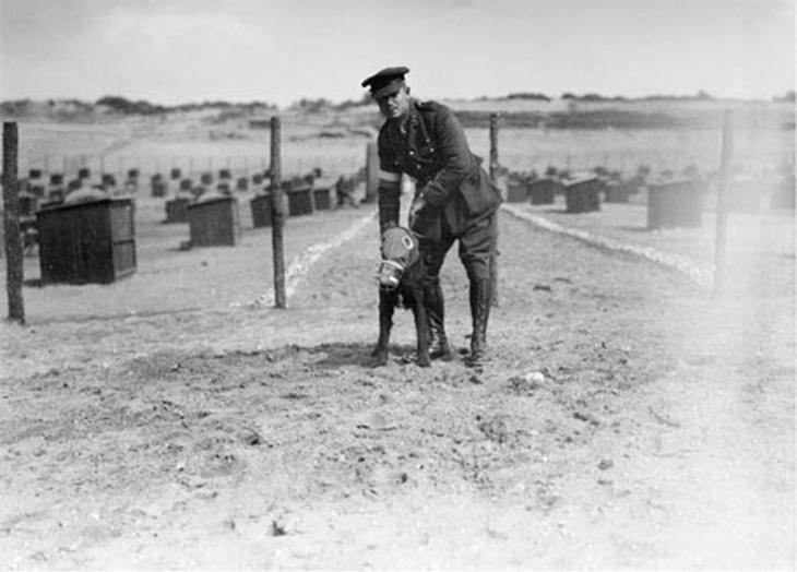 soldado e cachorro com máscara de gás