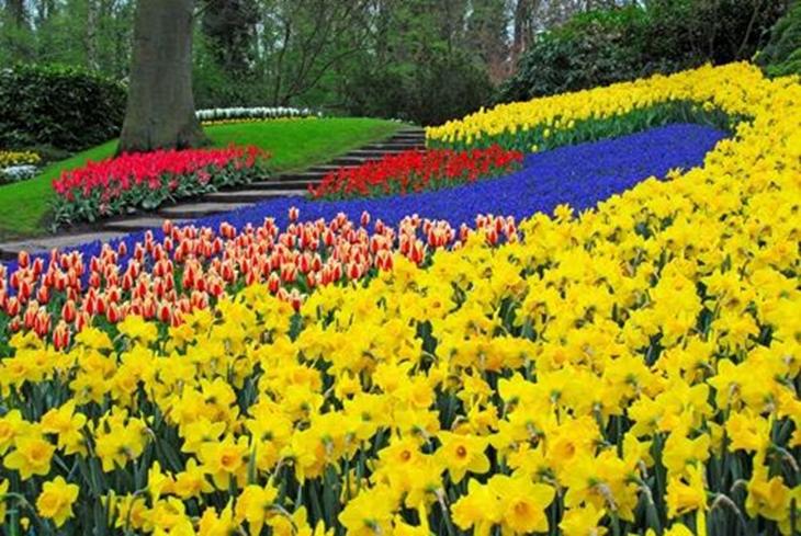 Keukenhof, Amsterdam, Holanda. Créditos: autoria desconhecida. grande colorido no jardim de keukenhof holanda