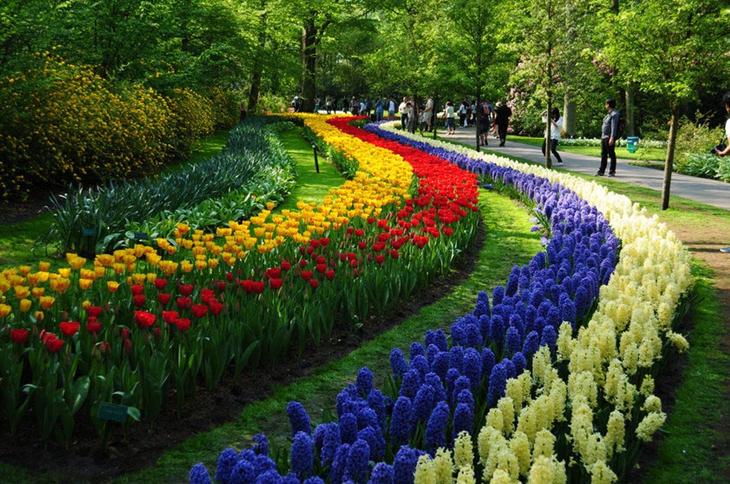 Os caminhos de Keukenhof, Amsterdam, Holanda. Créditos: autoria desconhecida. jardim keukenhof contornando passagens