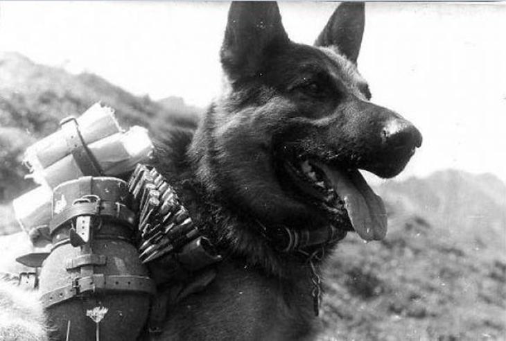 cão mensageiro durante a primeira guerra mundial