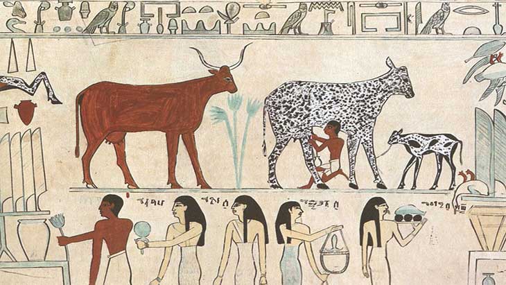 vacas dando leite após a revolução neolítica e a domesticação dos animais