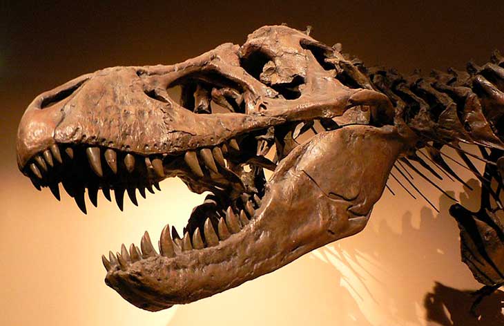 um esqueleto de dinossauro t-rex como ciência da paleontologia